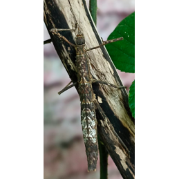 Dimorphodes sp "Galela"