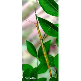 Marmessoidea sp "cat tien"