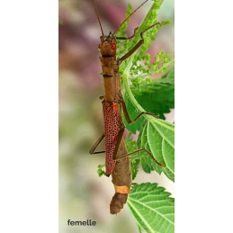 Orthomeria pandora "Laguna"