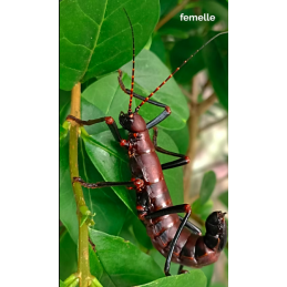 Autolyca herculeana...