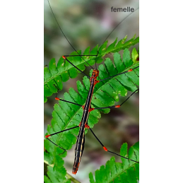 Oreophoetes peruana