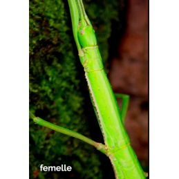 Paramenexenus laetus