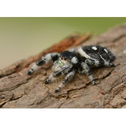 Phidippus regius...