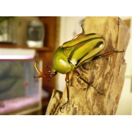 Eudicella gralli hubini -...