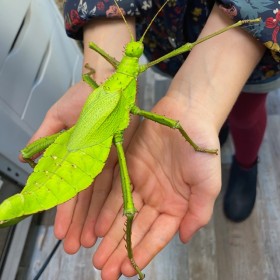 Heteropteryx dilatata -...
