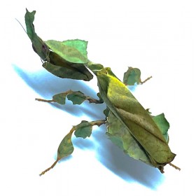 Phyllocrania paradoxa -...