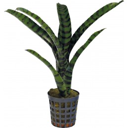 NEOREGELIA RUBRIFOLIA 2