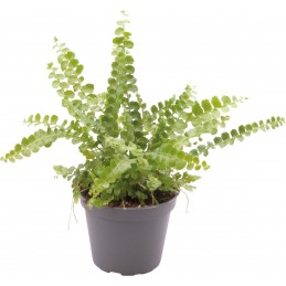 NEPHROLEPIS EXALTATA DUFFY