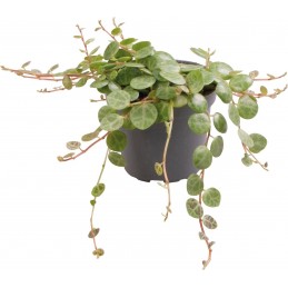 PEPEROMIA PROSTRATA