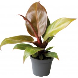 PHILODENDRON CHERRY RED