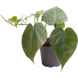 PHILODENDRON SCANDENS