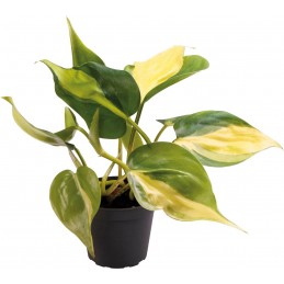 PHILODENDRON SCANDENS BRAZIL