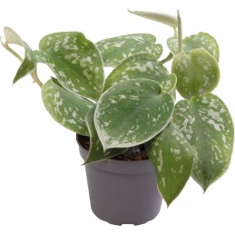 PHILODENDRON SCANDENS PICTUS