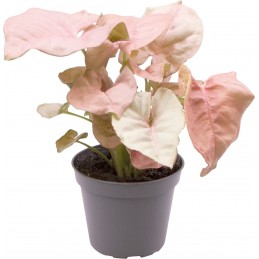SYNGONIUM NEON