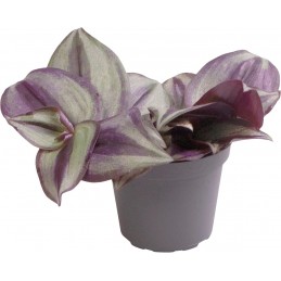 TRADESCANTIA ZEBRA