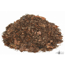 Cetoniidae 10 L
