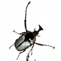 Herculaisia melaleuca -...