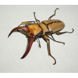 Cyclommatus alagari -...