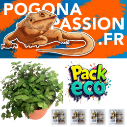 Kit de Nourriture pour Pogona Adulte