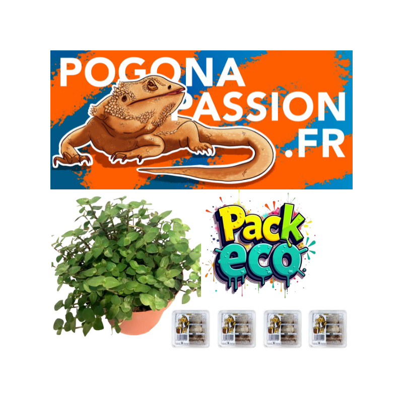 Kit de Nourriture pour Pogona Adulte