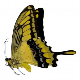 Papilio thoas cinyras (King...