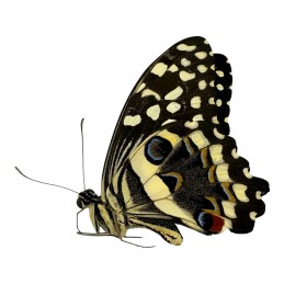 Papilio demodocus demodocus