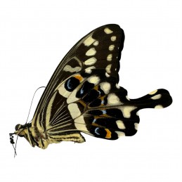 Papilio lormieri lormieri...