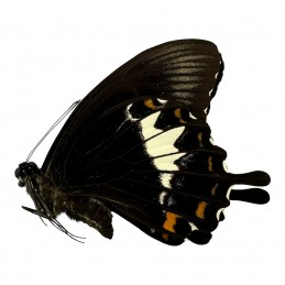 Papilio albinus...