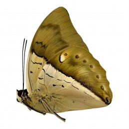 Prepona amphimachus M