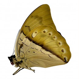 Prepona amphimachus F