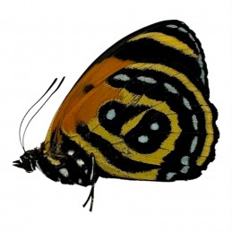Callicore cynosura