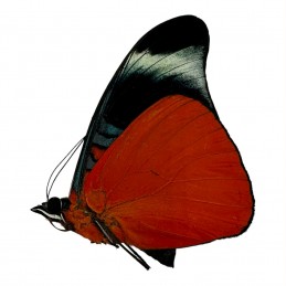 Panacea prola