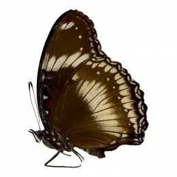 Hypolimnas bolina philippensis