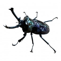 Phalacrognathus muelleri...