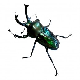 Phalacrognathus muelleri...