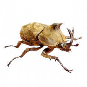 Allomyrina pfeifferi -...