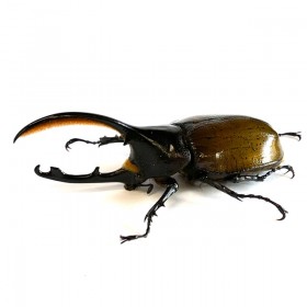 Dynastes hercules...