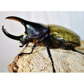 Dynastes hercules reidi...