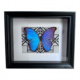 Morpho didius cadre Noir 20...