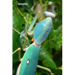 Rhombodera valida L6