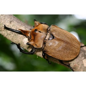 Megasoma elephas elephas