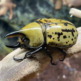 Dynastes tityus - Couple...