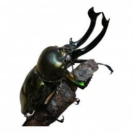 Phalacrognathus muelleri...