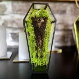 Véritable chauve-souris...