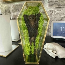 Véritable chauve-souris...