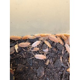Porcellio pruinosus orange...