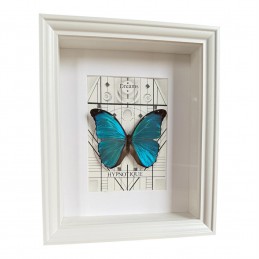 Morpho cadre Blanc 20 x 25 cm