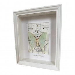 Actias laovieta cadre Blanc...