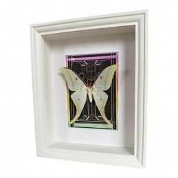 Actias selene cadre Blanc...