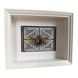 Dynastes granti cadre Blanc...